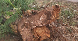 Cây phượng đổ đè chết nữ điều dưỡng trong cơn mưa