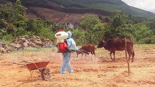 Bệnh lạ xuất hiện, lây lan nhanh trên đàn trâu bò
