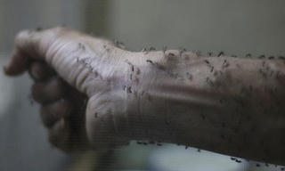 Cảnh báo virus Zika