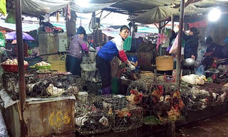 Tồn tại 1.047 điểm giết mổ gia súc, gia cầm nhỏ lẻ