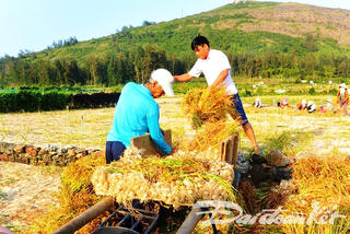 Quảng Ngãi: Lý Sơn vào vụ mùa thu hoạch tỏi