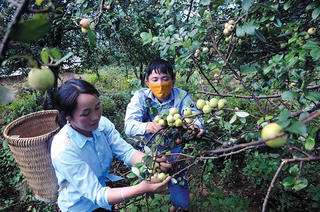 Tìm đầu ra cho quả sơn tra