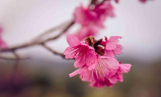 Hoa anh đào Mường Phăng