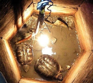 Phát hiện hai sinh vật sống thần kỳ trong giếng cổ bị lấp 30 năm
