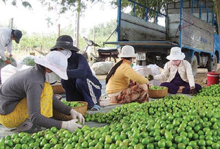 Ninh Thuận: Gỡ khó cho người trồng táo
