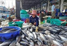 Ngư dân Bình Định được mùa cá ngừ sọc dưa