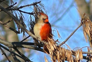 Thế giới các loài động vật lưỡng tính