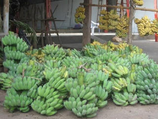 Lào Cai: Nông dân điêu đứng vì giá chuối sụt giảm