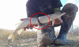 Đi câu phát hiện con cá bị vòng nhựa thít chặt giữa thân