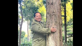 Ông Vừ Vả Chống và kỳ tích trồng rừng pơ mu