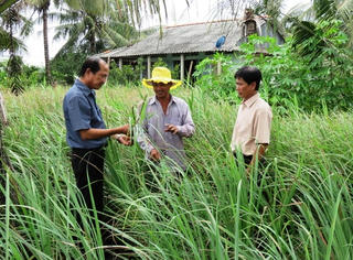 Đổi thay nhờ cây sả