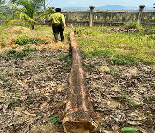 Thừa Thiên - Huế: Hàng loạt cây bản địa trong rừng phòng hộ bị chặt hạ