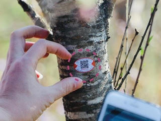 [Infographics] Sơn La gắn tem truy xuất nguồn gốc cho đào