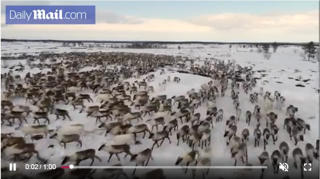 [VIDEO] 'Lốc xoáy' tuần lộc khổng lồ ở Bắc Cực