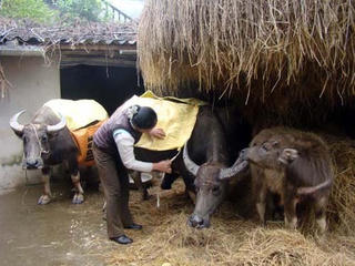 Chăm sóc vật nuôi trong mùa lạnh