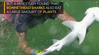 Kỳ lạ: Loài cá mập ăn cỏ nhiều hơn thịt