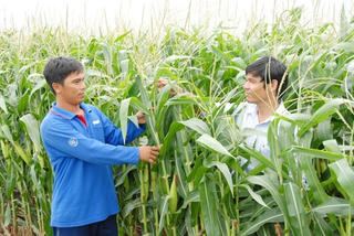 Thêm một tín hiệu vui cho nông dân