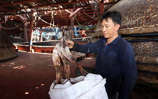 Quảng Nam: Đề nghị hỗ trợ tiêu thụ sản phẩm mực khơi khô