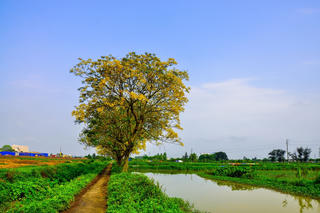 Giữ cho quê nhà bình dị mà huyền ảo