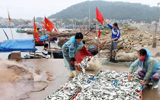 Ngư dân Nghệ An bội thu cá trích