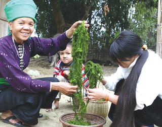 Món ngon từ rêu suối