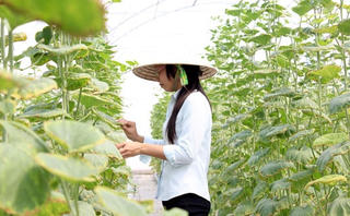 Hỗ trợ đô thị phát triển nông nghiệp bền vững