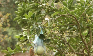 Mùa hoa bưởi