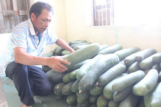 Bí đao của nông dân Quảng Nam lại rớt giá