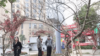 Đào Sơn La dán tem xuất xứ thu hút sự chú ý của người dân