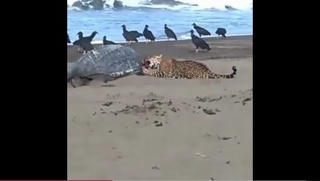 [VIDEO] Báo đốm xé xác rùa da trên bãi biển Costa Rica