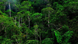 Người Thái giữ rừng