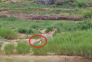 Hươu cao cổ bị cá sấu ngoạm gãy chân làm mồi cho sư tử