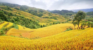 Mùa vàng Mù Cang Chải