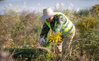 Trung Quốc tiêu diệt ‘loài hoa phàm ăn’