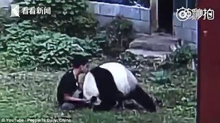 Trung Quốc: Chiều bạn gái, trèo vào sở thú vật nhau với gấu trúc