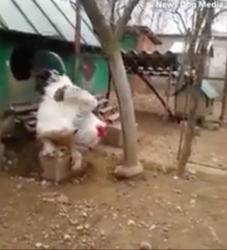 Vua gà gần 5 kg ở Kosovo gây sốt