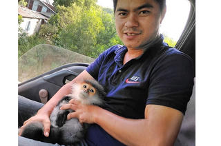 Phát hiện một cá thể voọc chà vá chân đen trên cao tốc Đà Nẵng - Quảng Ngãi