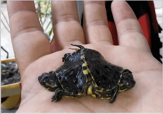 Rùa hai đầu độc đáo ở Cuba