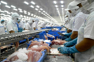 Kiểm soát để phát triển ổn định ngành cá tra