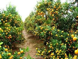 Đắt hàng dịch vụ cho thuê đào, quất