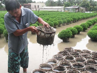 Tiền Giang: Làng hoa TP Mỹ Tho bị thiệt hại nặng do mưa lớn