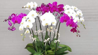 Lan hồ điệp hút khách