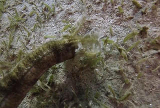 [VIDEO] Hải sâm ngoại cỡ dài 1,5 mét dưới đáy Biển Đỏ