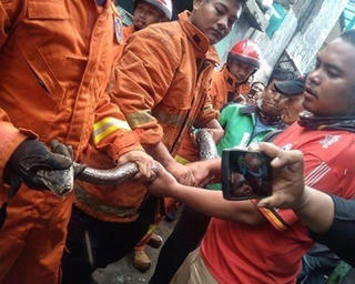 Ổ trăn 16 con 'xâm chiếm' ống nước nhà dân