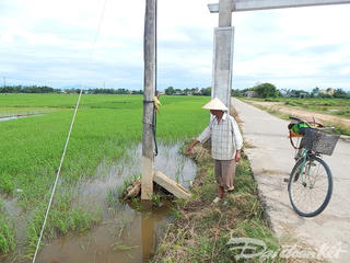 Bò bị điện giật chết dưới ruộng, người dân hoang mang