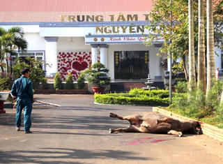 Nổ súng bắn hạ trâu 'điên' húc nhiều người ở Lâm Đồng