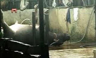 Xử lý nghiêm cơ sở giết mổ bơm nước gia súc