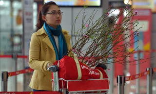 Vietjet vận chuyển mai, đào dịp Tết Kỷ Hợi