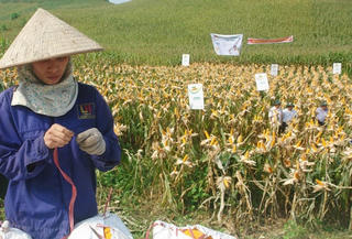 Đến với 'thủ phủ' cây ngô