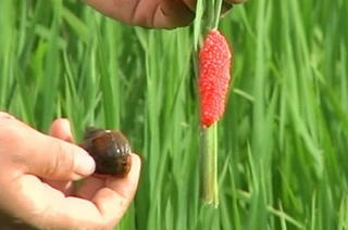 Ốc bươu vàng gây thiệt hại nặng ở Bình Phước